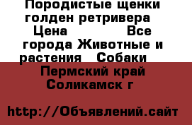 Породистые щенки голден ретривера › Цена ­ 25 000 - Все города Животные и растения » Собаки   . Пермский край,Соликамск г.